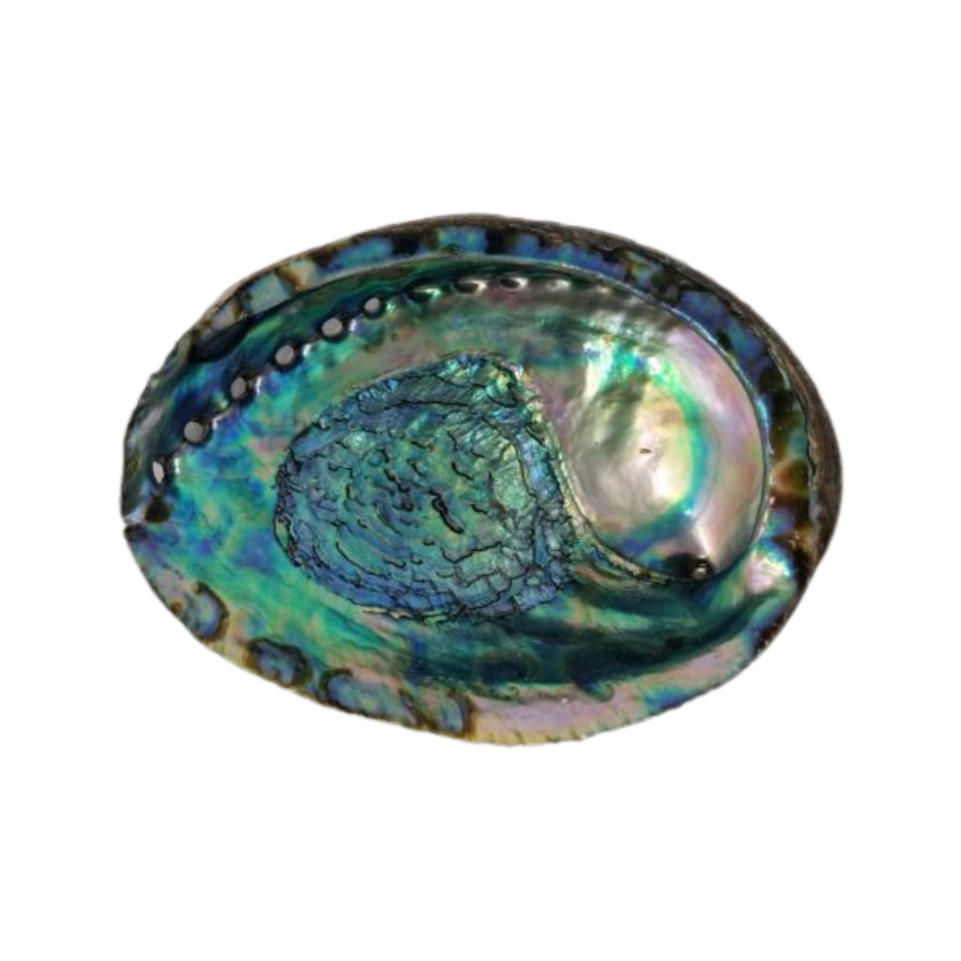 Abalone Shell for Smudging