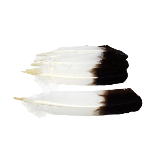 Eagle Smudge Feather