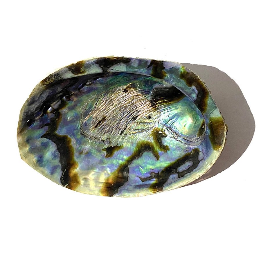 abalone shell 